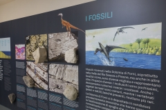 Esposizione Naturalistica “Preone 200 Milioni di Anni” – Preone