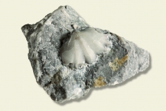 2_Brachiopode Rhynchonellacea