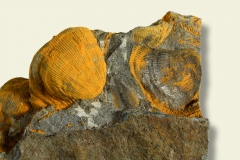 3_Brachiopode Linoproductus