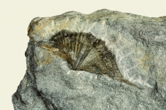 4_Brachiopode Brachythirina