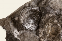 2_Gasteropode-Archaeogastropoda-1280
