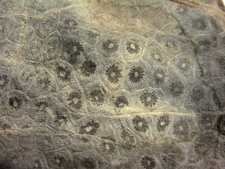 Paläozoikum Ordovizium Geoparco Alpi Carniche