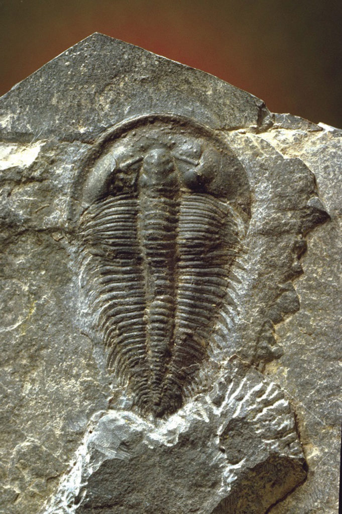 Paläozoikum Silur Geoparco Alpi Carniche