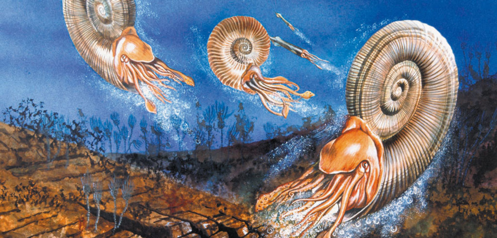 Das Mesozoikum Trias, Jura und Kreidezeit Geoparco Alpi Carniche