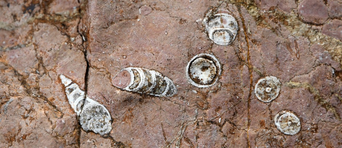 Ortoceratidi monte Cocco