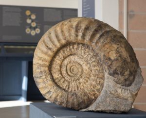 Fossili, testimonianza del passato presso la Mostra Permanente del
